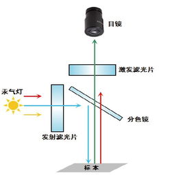 熒光濾光片的工作原理及其關(guān)鍵作用